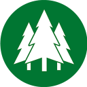 Pinus Reflorestado 2